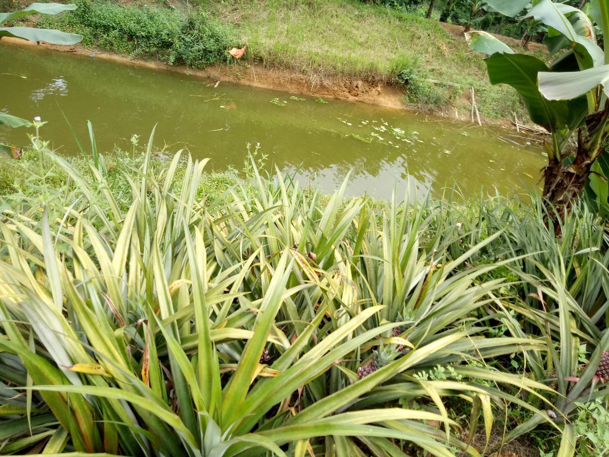 Phong Nha Rice Field Homestay Dış mekan fotoğraf