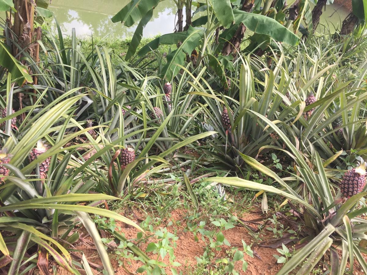 Phong Nha Rice Field Homestay Dış mekan fotoğraf